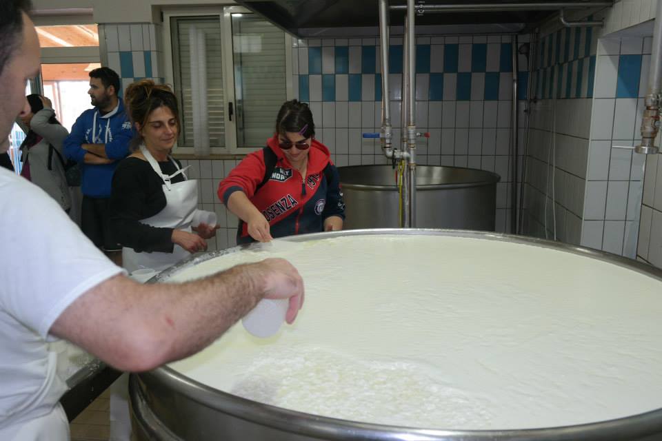 Raccogliamo anche la ricotta